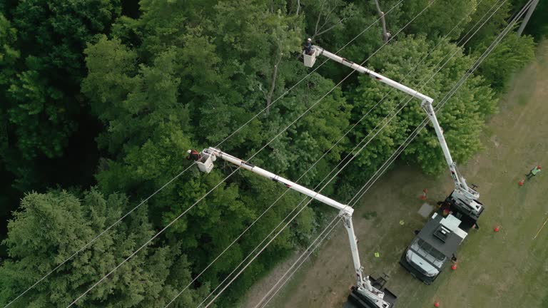 San Luis Obispo, CA  Tree Services Company