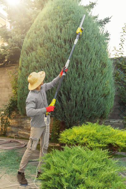 Why Choose Our Tree Removal Services in San Luis Obispo, CA?